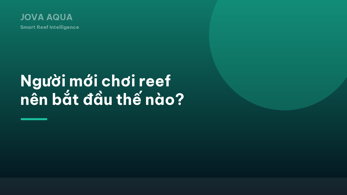 Người mới chơi reef nên bắt đầu thế nào?