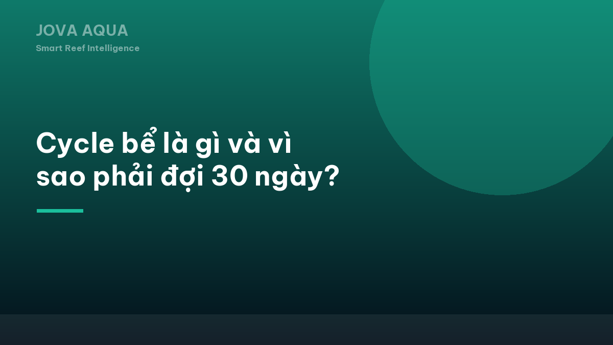 Cycle bể là gì và vì sao phải đợi 30 ngày?