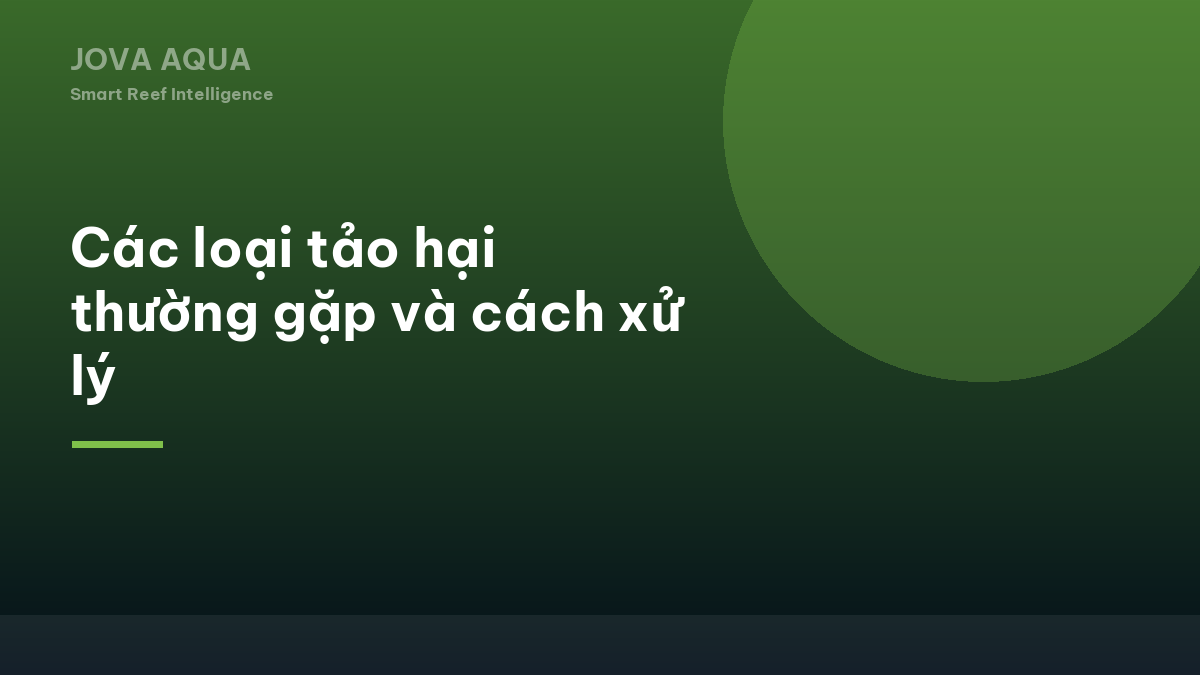 Các loại tảo hại thường gặp và cách xử lý