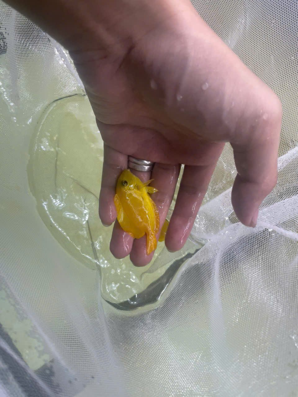 Nẻ Bút - ảnh 1