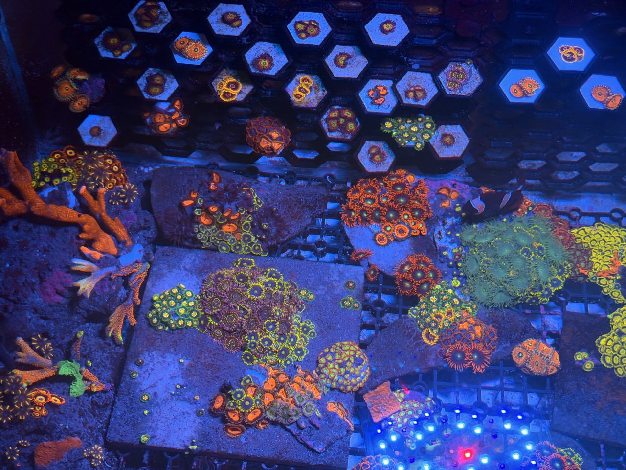 Zoa cần giảm tải - ảnh 1
