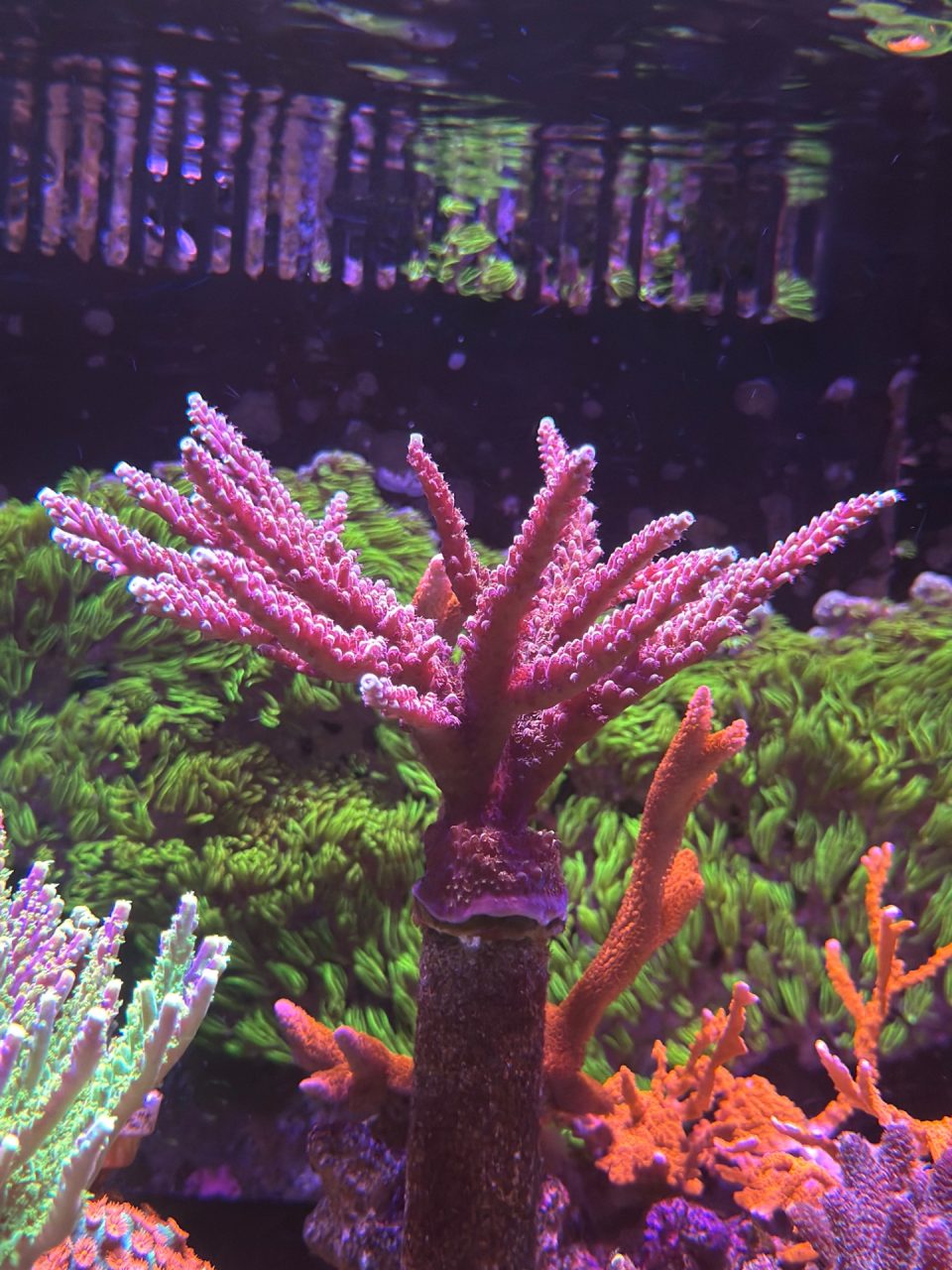 Pink cadilac - ảnh 1