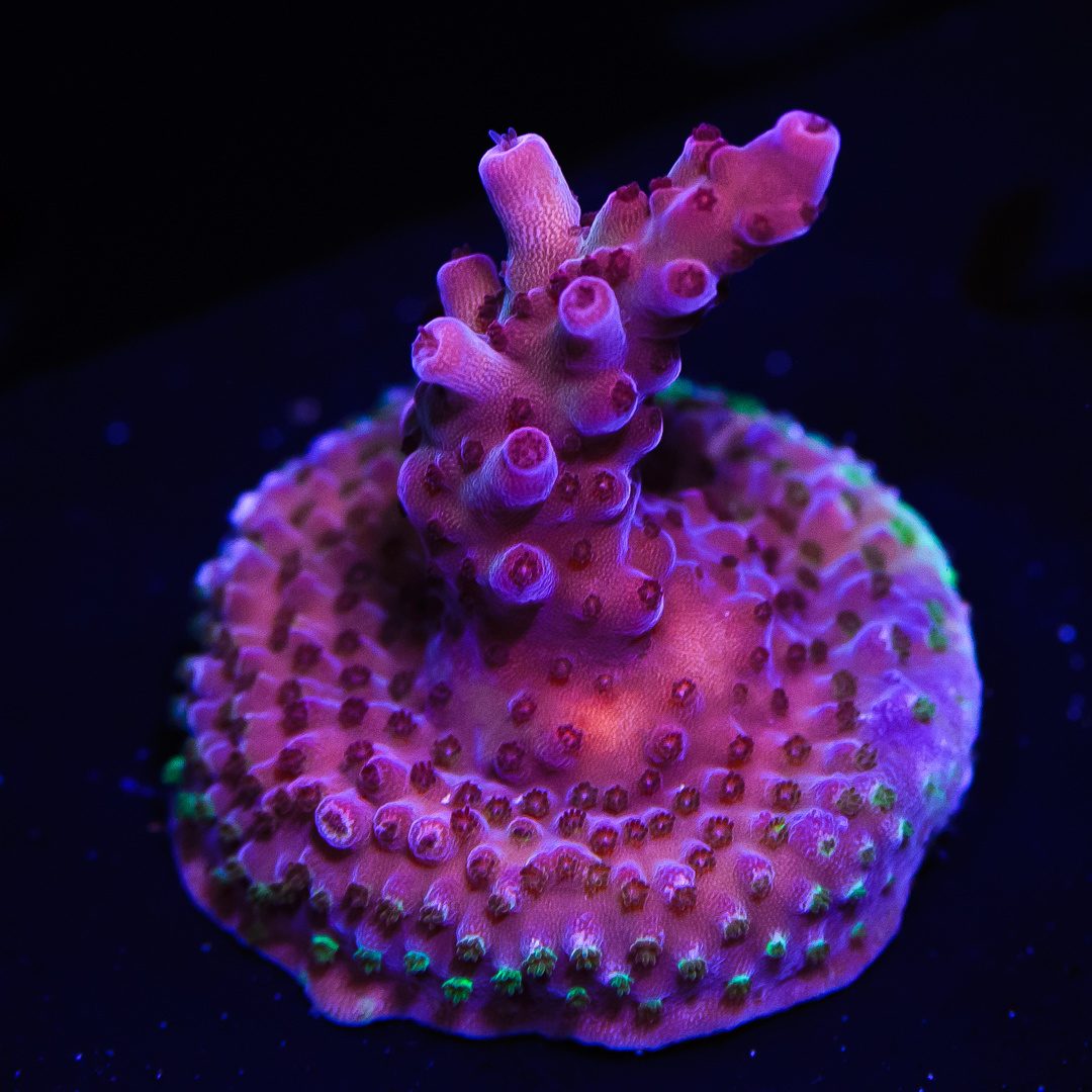 Vivid's Rainbow Delight Acropora - ảnh 1