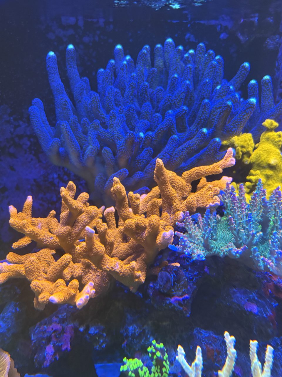 Bể 150x68x55 - ảnh 5