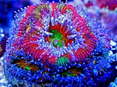 Acan - ảnh 2
