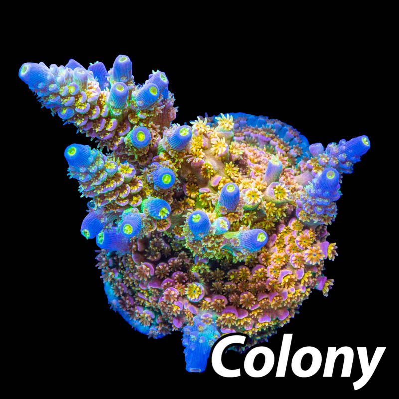 Walt Disney Acropora tenuis - ảnh 2