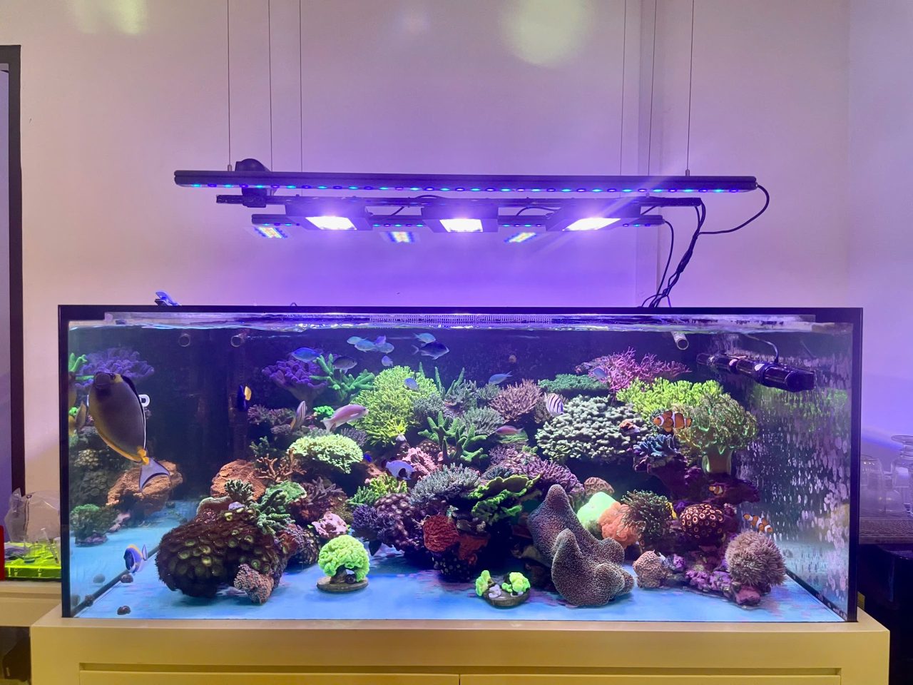 Bể SPS 80cm sau 8 tháng — khoe anh em