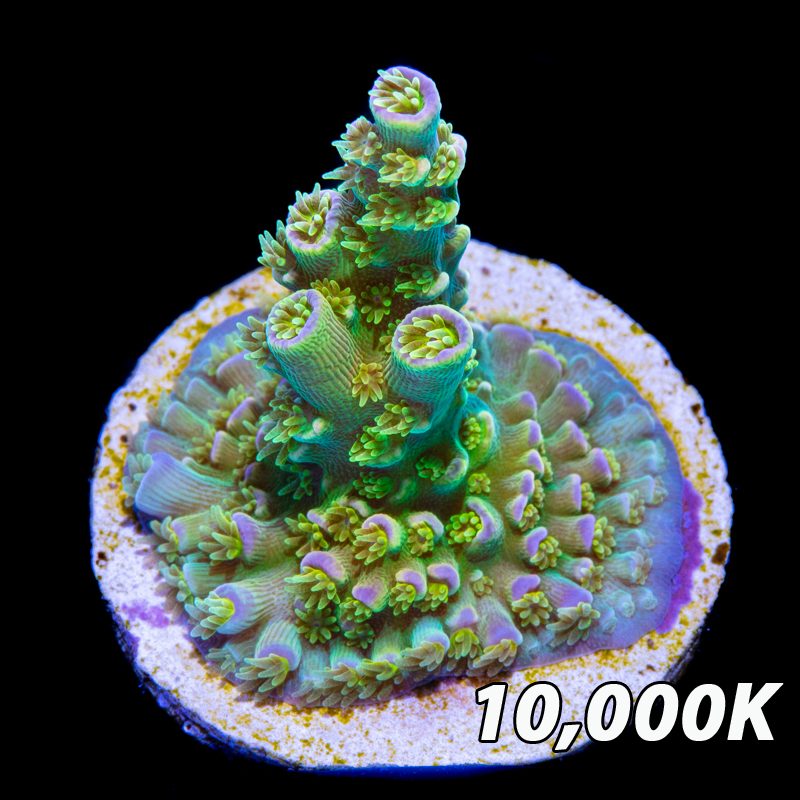 Walt Disney Acropora tenuis - ảnh 4