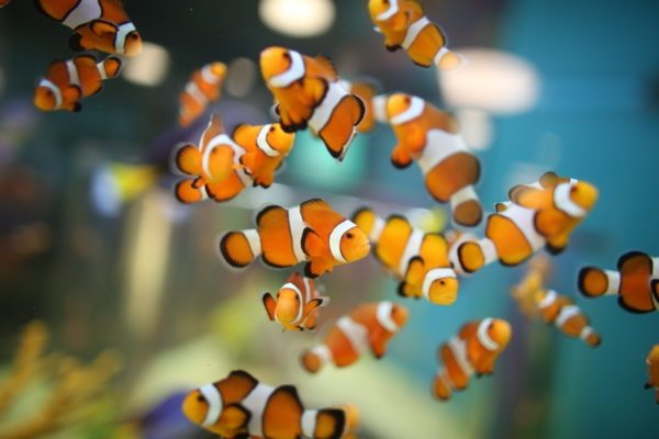 Cá Nemo dư đàn — tặng người chơi mới