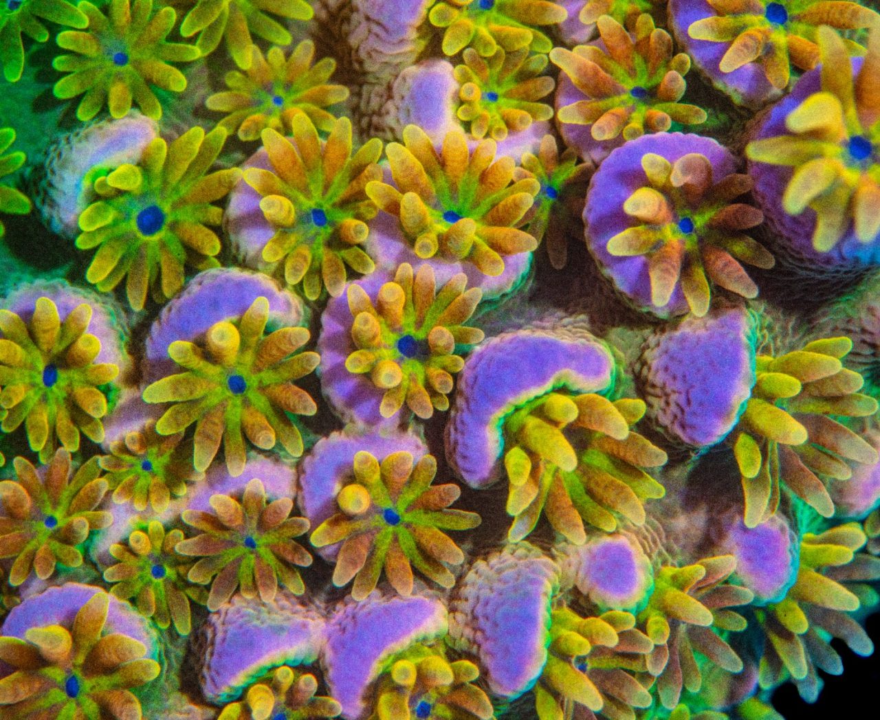 Walt Disney Acropora tenuis - ảnh 5