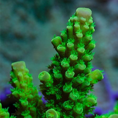 Frag Acropora Tenuis xanh — chia sẻ