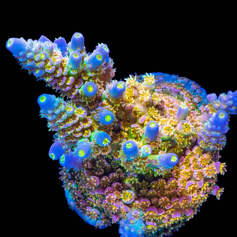 Walt Disney Acropora tenuis