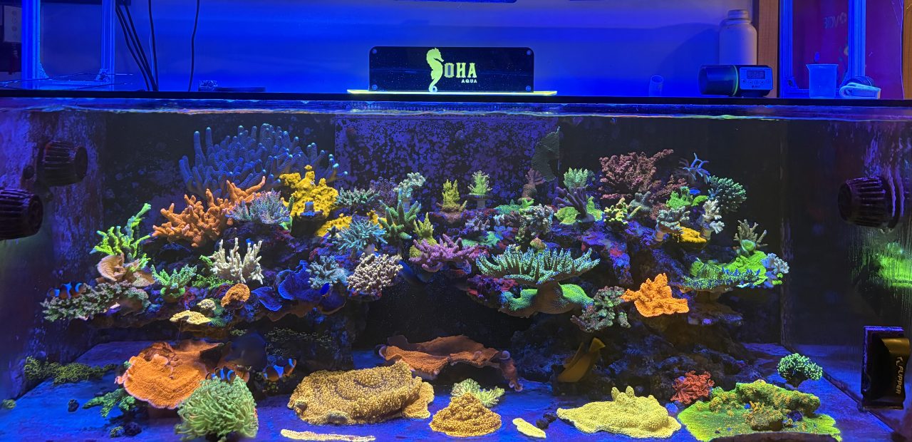 Bể 150x68x55 - ảnh 1