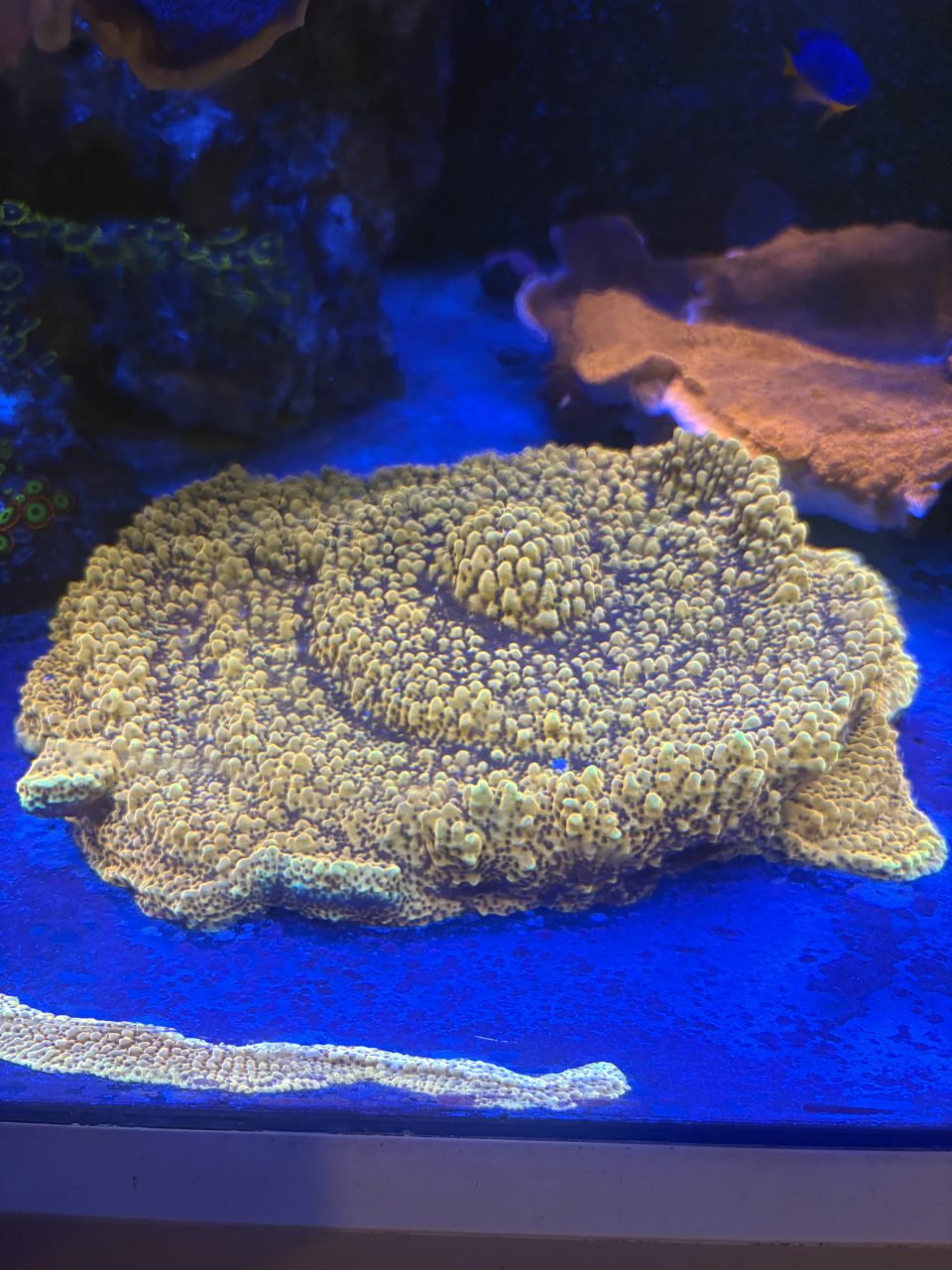 Montipora 'Crazy T' - ảnh 1