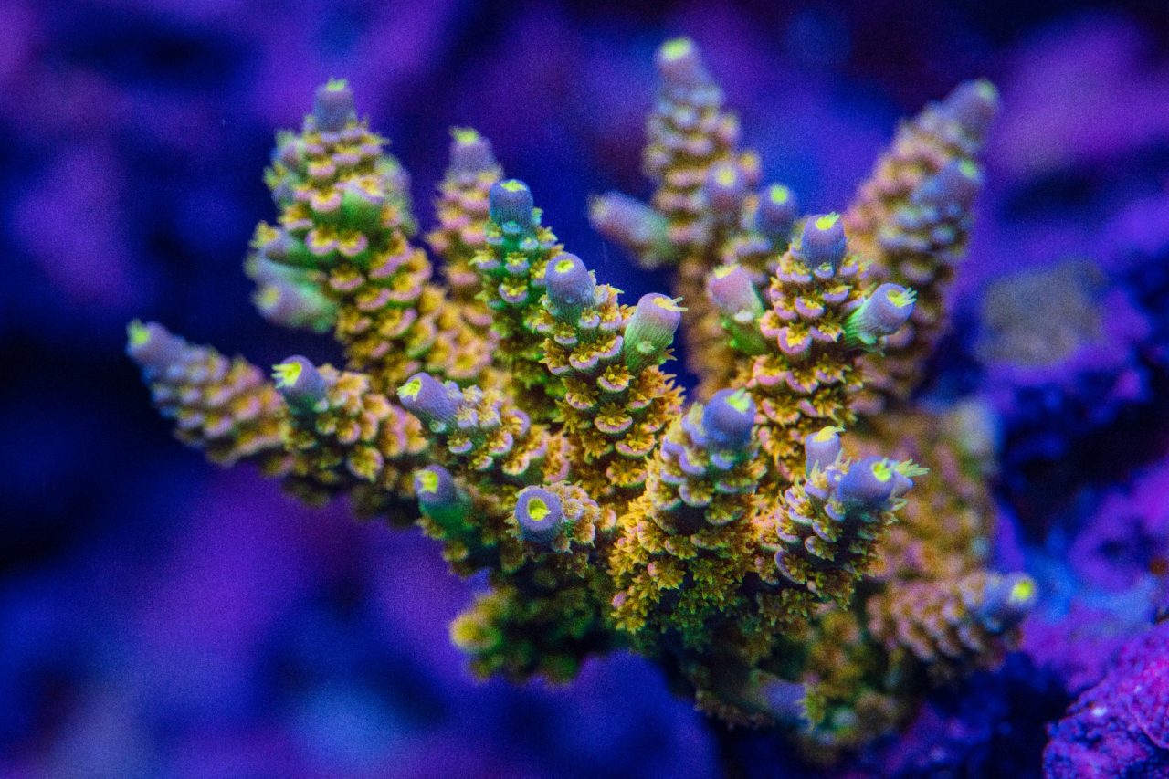 Walt Disney Acropora tenuis