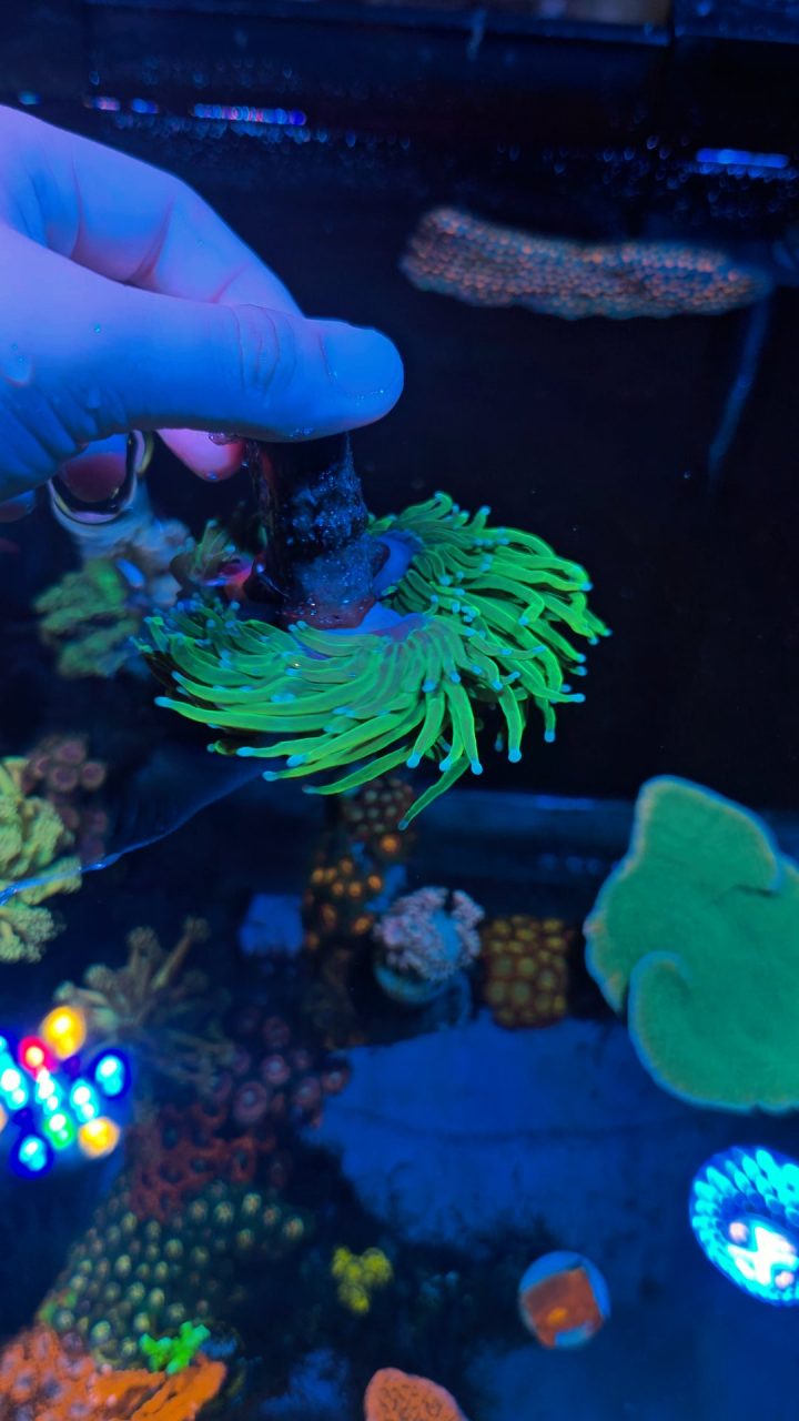 Holly grail white tip - ảnh 2