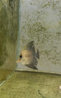 Vũ Tùng Dương