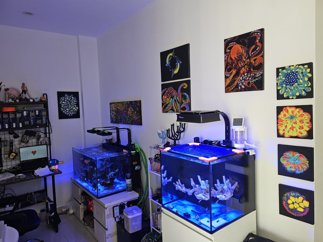 Góc reef màu sắc của tôi - ảnh 1
