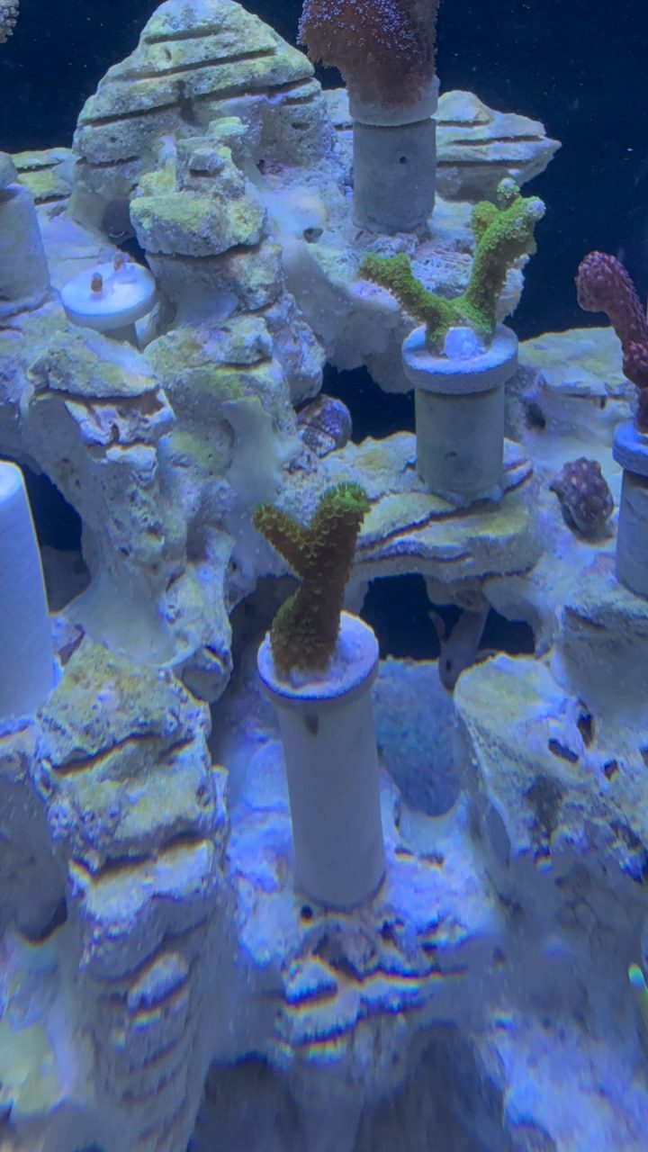 Staghorn Acropora - ảnh 1