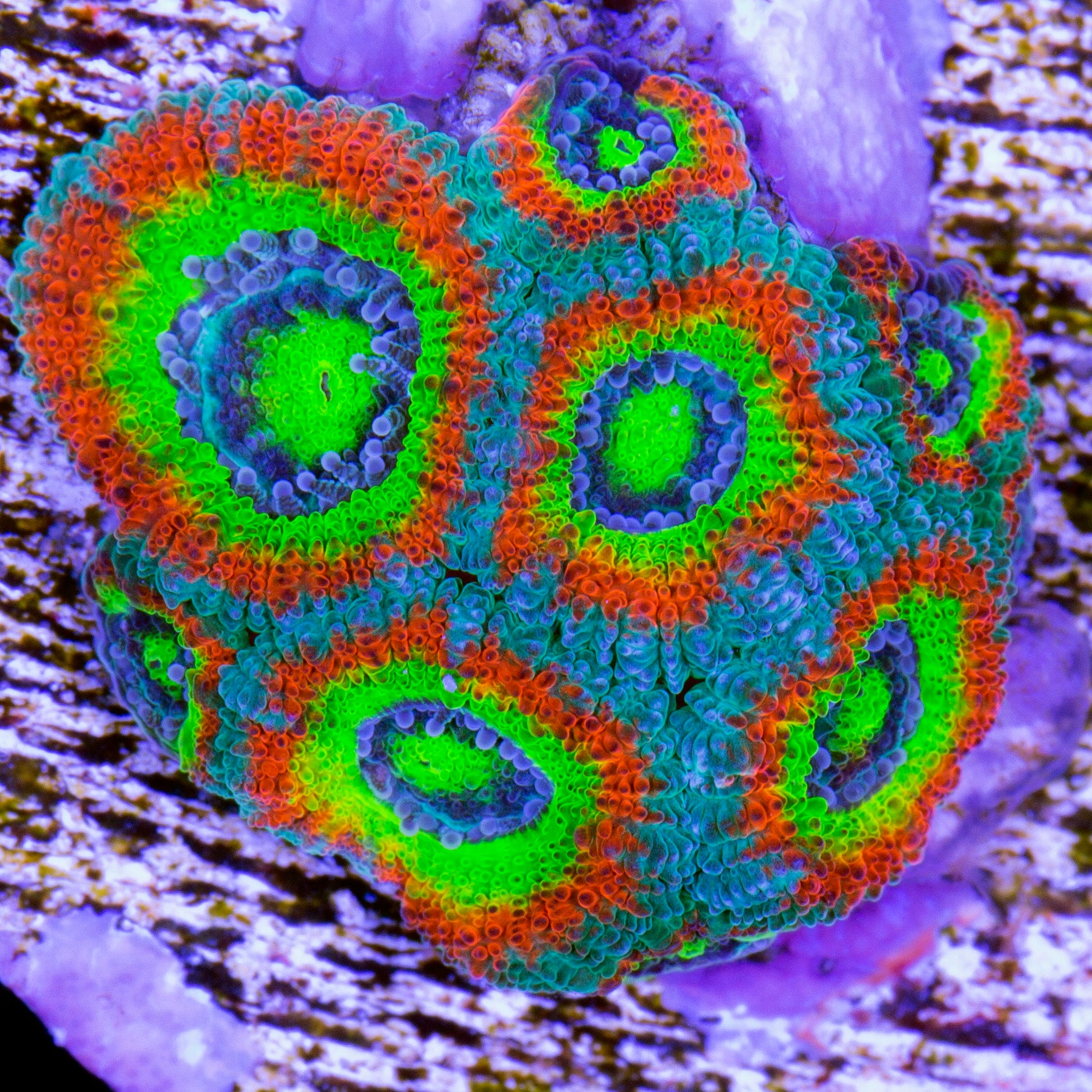Acan