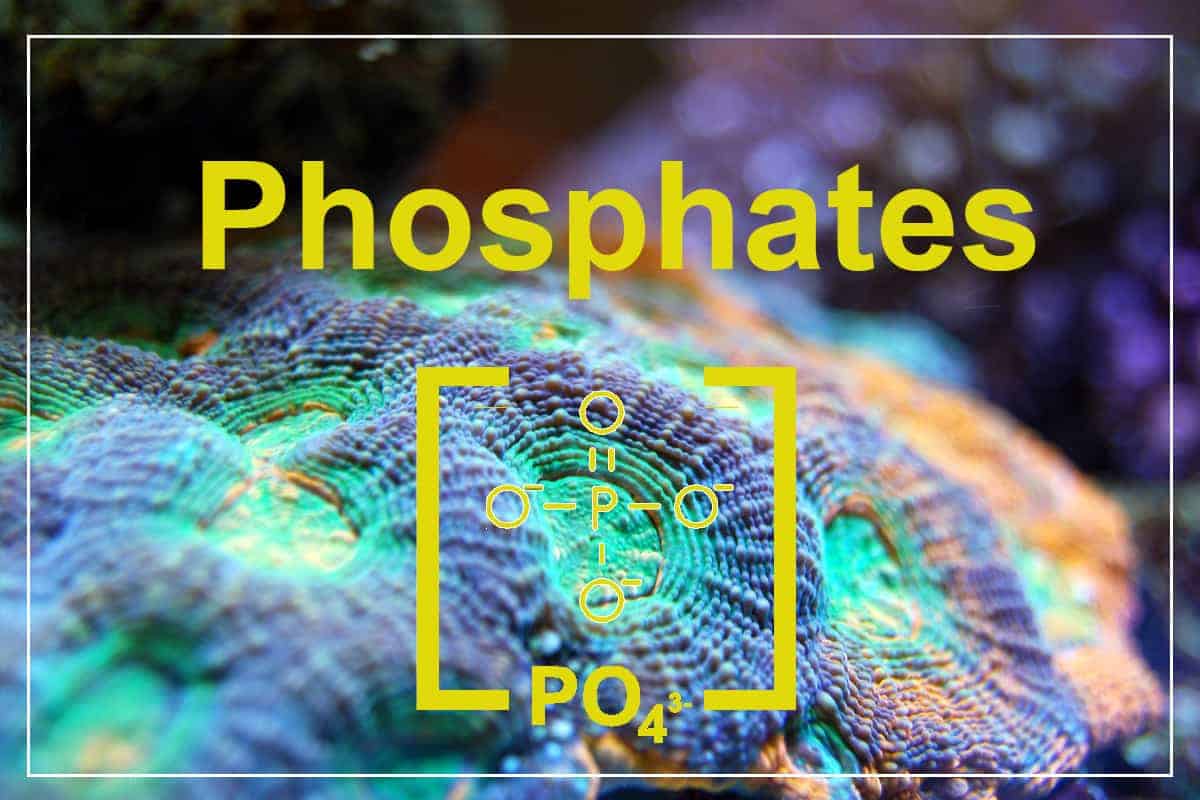 Phosphate (PO4) — chỉ số nhạy cảm bậc nhất